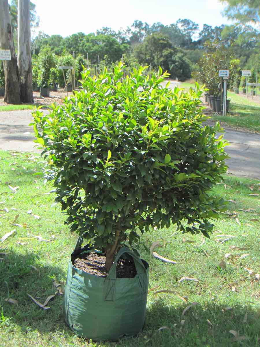 Syzygium australe Baby Boomer
