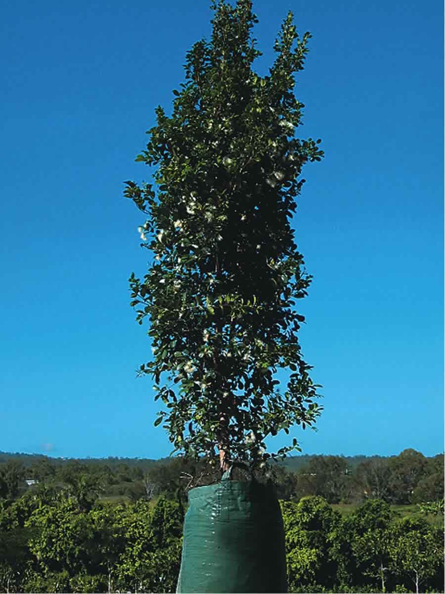 Syzygium australe Northern
