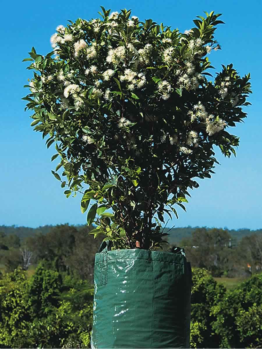 Syzygium australe Elegance PBR