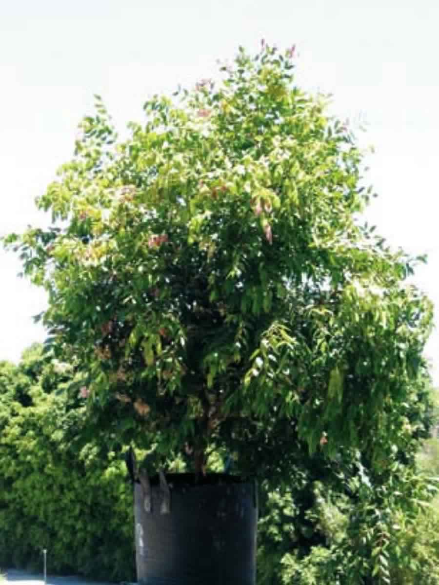 Syzygium Cascade PBR