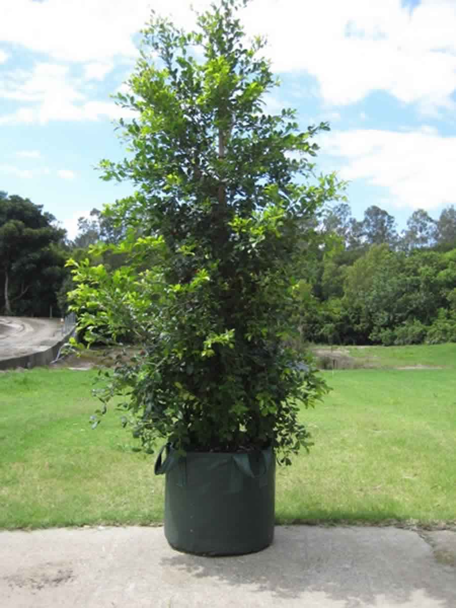 Syzygium a. Resilience