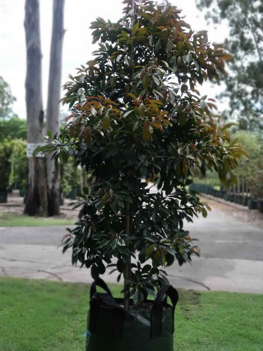 Elaeocarpus eumundii