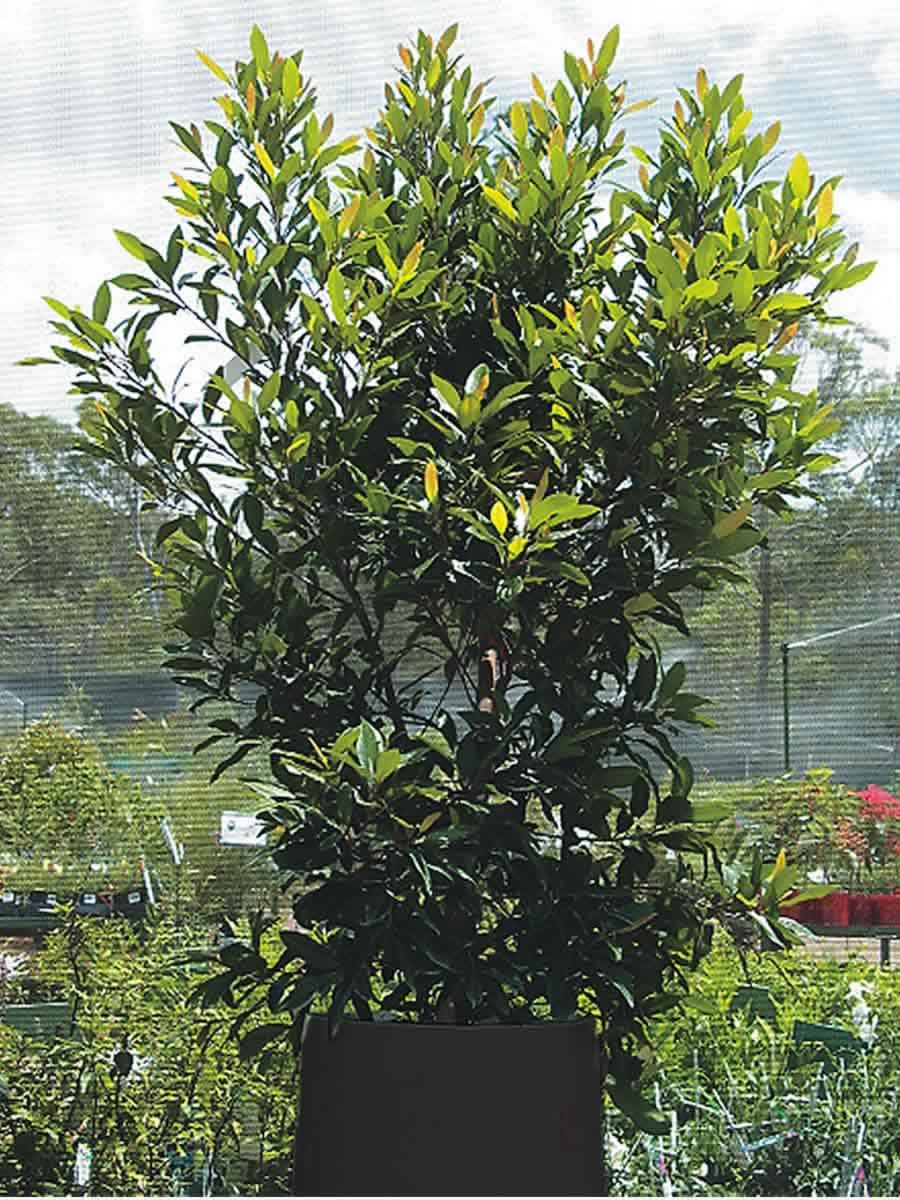 Elaeocarpus reticulatus