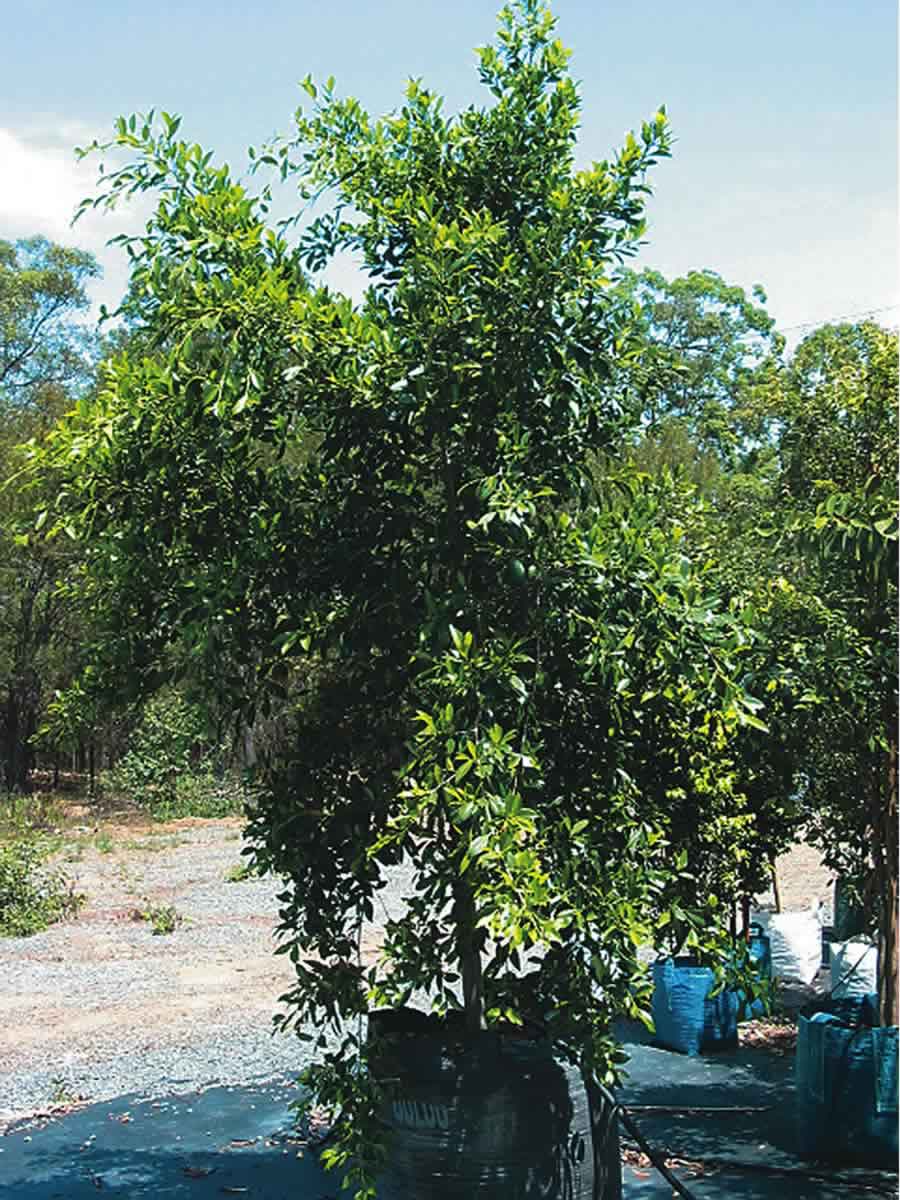 Ficus microcarpa Hillii