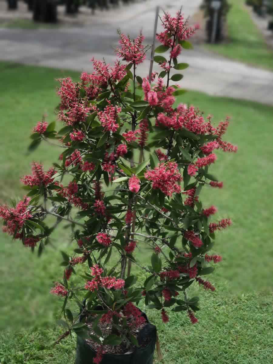 Melaleuca viridiflora