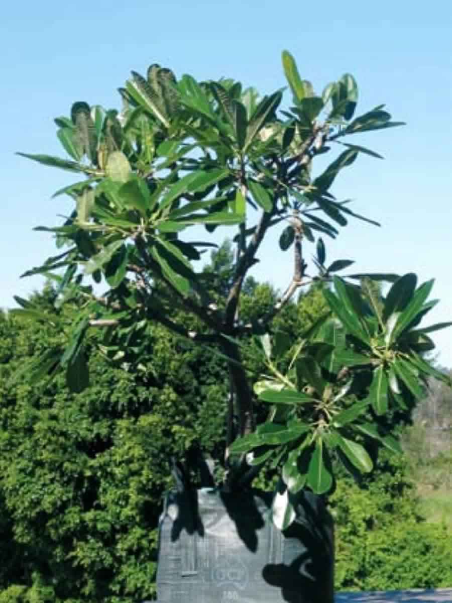 Plumeria obtusa