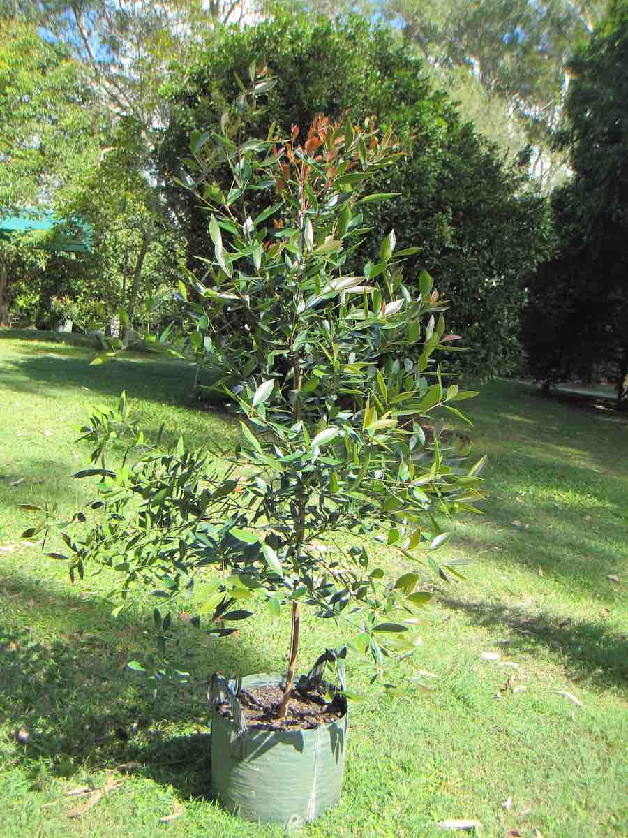 Syzygium (Acmena) hemilamprum
